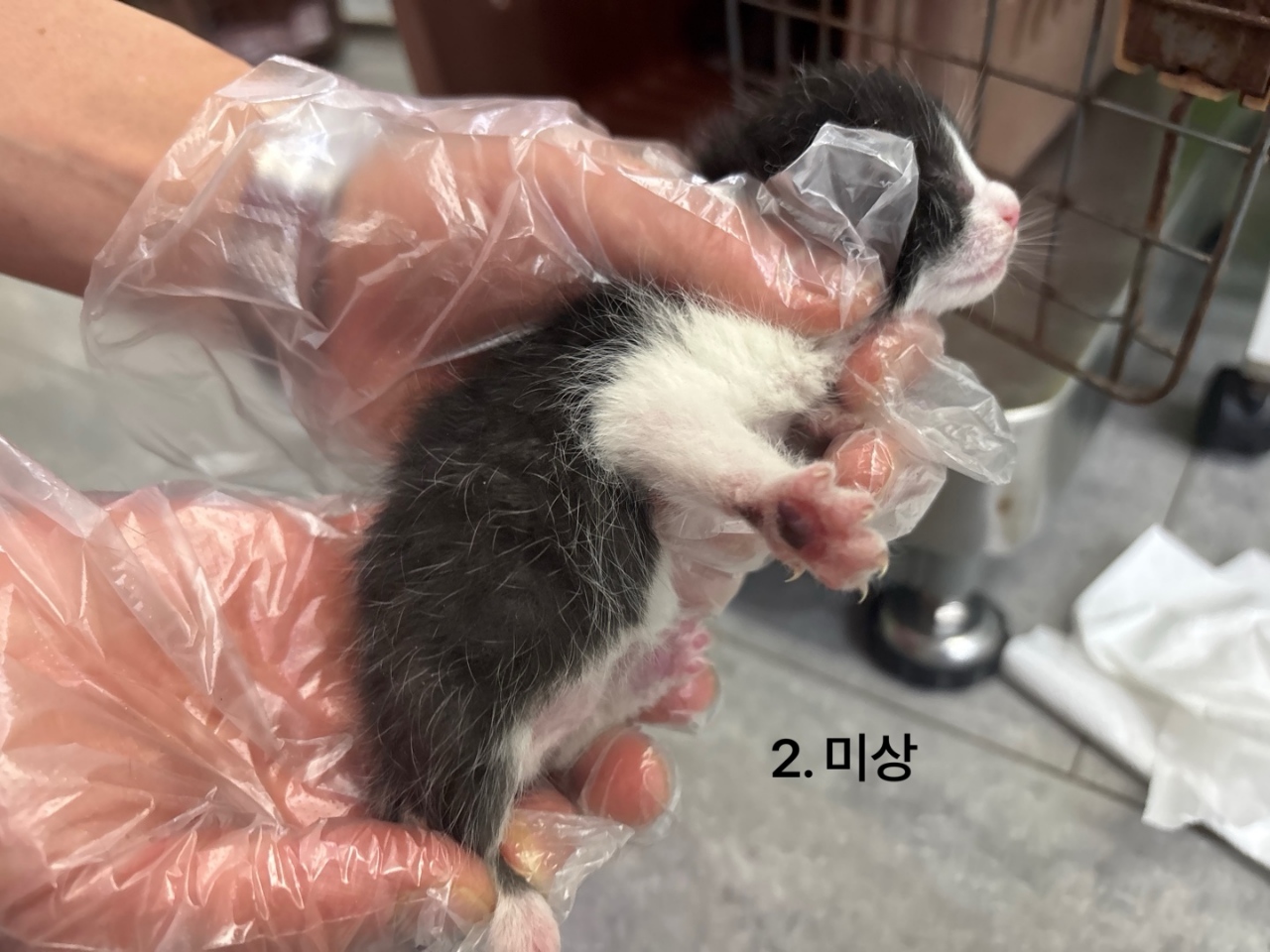 한국 고양이 이미지 파일 입니다.